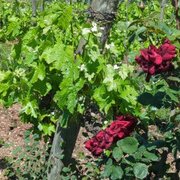 Vino biologico, biodinamico o naturale? Le differenze, spiegate bene