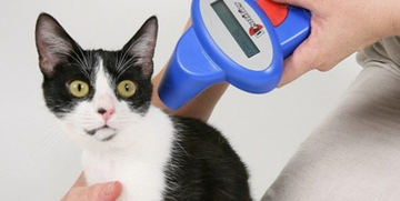Microchip gatti obbligatorio: novità dal 2020