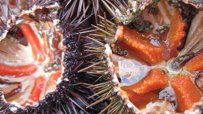Ricci di mare, occhio a non pescarli: ecco cosa si rischia