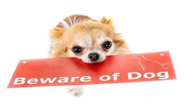 Animali domestici in casa, regole da seguire