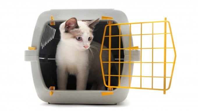Come portare gli animali in vacanza: i consigli degli esperti