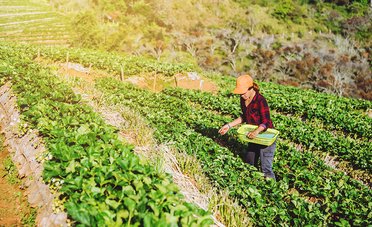 Le produzioni sostenibili ripartono dal cibo spontaneo: il progetto Spontaneus