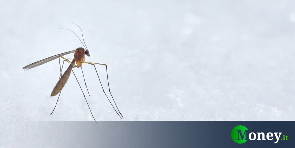 Malária na Itália, mais riscos em 2023: sintomas e consequências