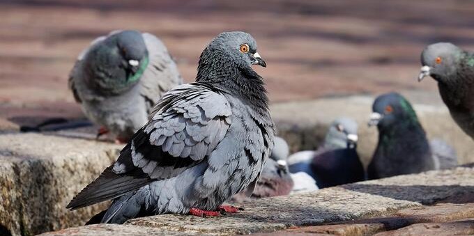 Multe per chi dà da mangiare ai piccioni, attenzione alle ordinanze comunali: ecco cosa si rischia