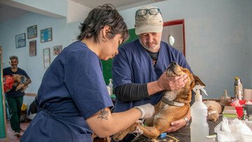 Permessi per malattia e lutto degli animali domestici, cosa spetta e quando
