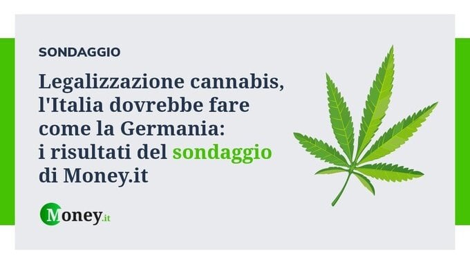 Legalizzazione cannabis, l'Italia dovrebbe fare come la Germania: i risultati del sondaggio