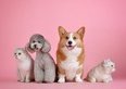 Come proteggere cani e gatti dal caldo estivo