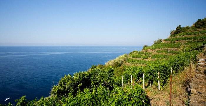 I vitigni autoctoni della Liguria da degustare durante il Festival di Sanremo