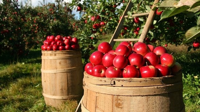 Aiuti agricoltura, ecco quelli previsti nel decreto 63/2024 convertito