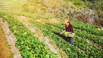 Bonus agricoltura per giovani e donne, come funziona il contributo a fondo perduto?