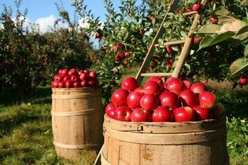La Serbia cerca lavoratori. 50 euro al giorno, alloggio e tre pasti inclusi 