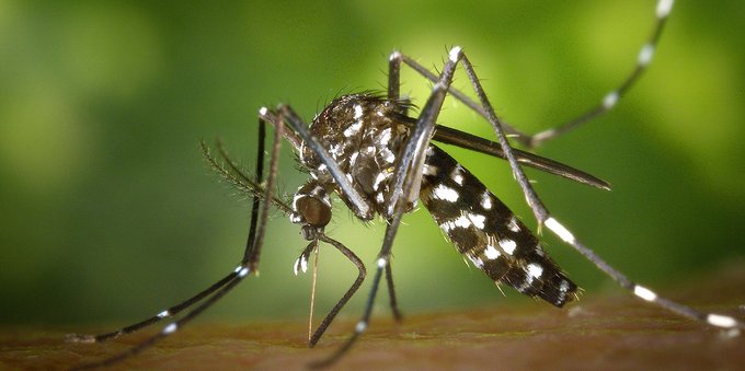 Le zanzare più pericolose per l'uomo: quali sono e dove si trovano