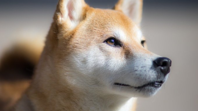 5 domande e risposte per capire meglio il Dogecoin