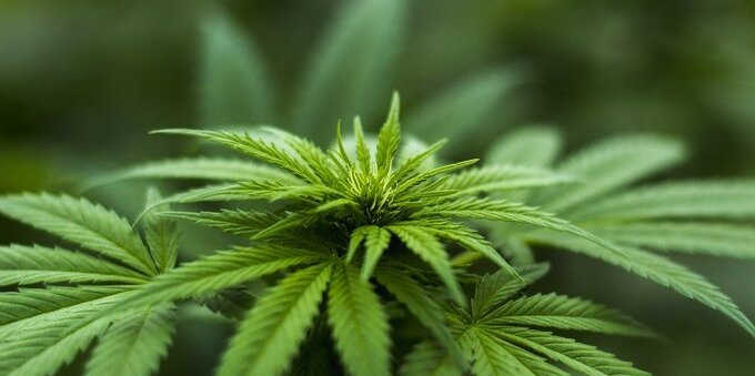 Legalizzazione cannabis, la Francia si prepara