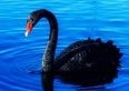 Black Swan, quali rischi per i mercati? L'esperto ex JPMorgan risponde a Money.it