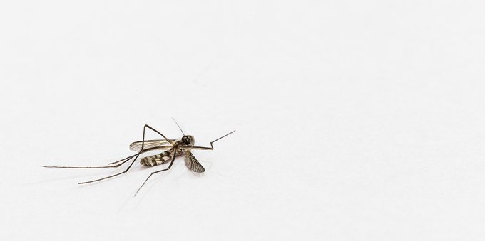 Le zanzare possono trasmettere il coronavirus? Parlano gli esperti