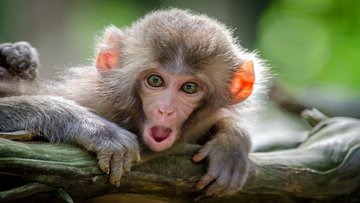 Animali domestici vietati in Italia, quali sono? L'elenco completo e cosa rischia chi trasgredisce