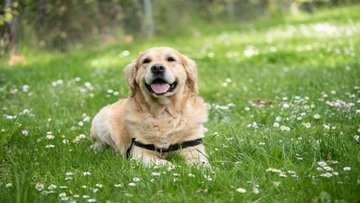 Cane guida per non vedenti: come averlo e quanto costa