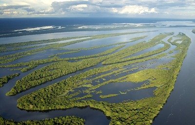 NFT per salvaguardare l'Amazzonia, ecco l'iniziativa di questa società brasiliana