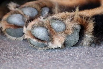 Coronavirus e cani: come disinfettare le zampe dopo la passeggiata
