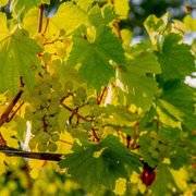 Lombardia nascosta. I vitigni autoctoni che non ti aspetti, oltre la Franciacorta