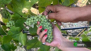 Bonus agricoltura, ecco chi riceve più fondi