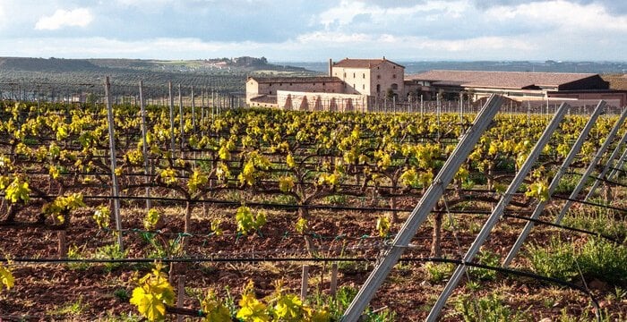 Vitigni dell'Emilia-Romagna: il viaggio tra i grandi vini di una regione sorprendente