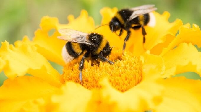 Bonus agricoltura di 500 euro a ettaro senza limiti, ecco per chi nel 2025