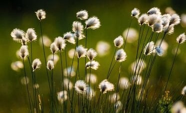 Cotone, qualcosa si muove sul grafico. Perché i segnali non coincidono?