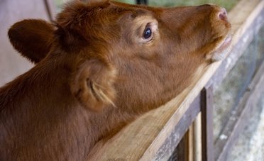 Contributi a fondo perduto fino al 50% della spesa per questi allevatori
