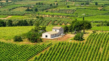 Vino del Lazio: perché la biodiversità non basta? Svelati i due binari che ci dividono dai rivali stranieri (e non solo)