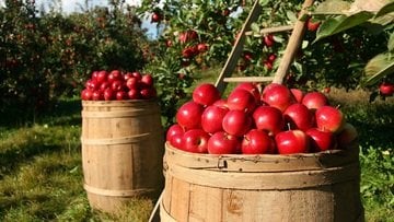 Agricoltura, come cambia il reddito agrario dopo il decreto Omnibus