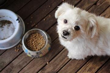 Cibo per cani richiamato per rischio intossicazione: l'allarme FDA