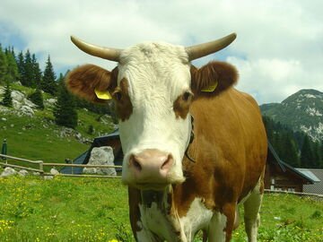 Mucca pazza, torna l'allarme con un morto in Italia. Mistero sulle cause: cibo infetto o fattore genetico?