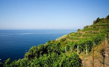 I vitigni autoctoni della Liguria da degustare durante il Festival di Sanremo