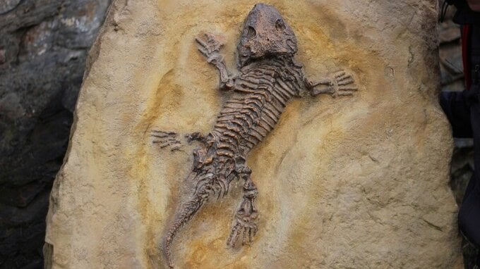Investire in fossili di dinosauri, adesso potrebbe essere un'ottima idea: ecco perché