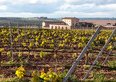 Vitigni dell'Emilia-Romagna: il viaggio tra i grandi vini di una regione sorprendente