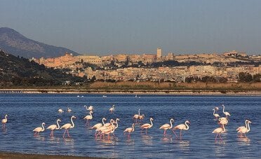Top 10 aziende di Cagliari per fatturato, un'economia fortemente orientata ai servizi