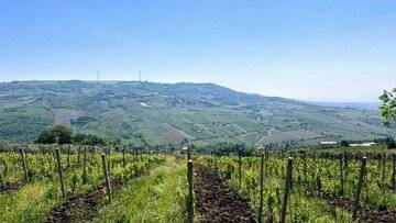 Dalla festa per Sal Da Vinci ai vini del vulcano. I vitigni autoctoni della Campania