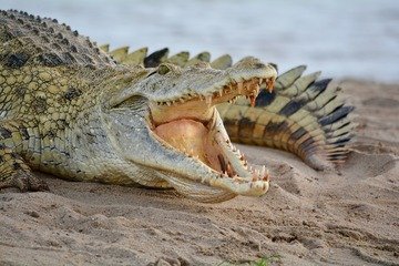 Carne di coccodrillo legale in Italia: dove si compra, quanto costa e sapore