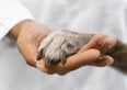 Detrazione spese veterinarie, è obbligatorio il microchip?