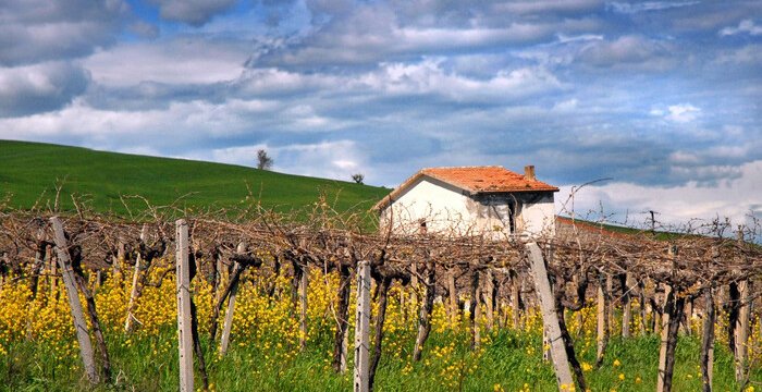 Piccolo, grande Molise. Perché la Tintilia è il rosso da riscoprire