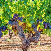 Isola a parte. I vitigni autoctoni della Sardegna, tra mare e nuraghi