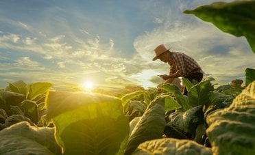 Esonero contributivo giovani agricoltori nella Legge di Bilancio 2026, ecco a chi spetta