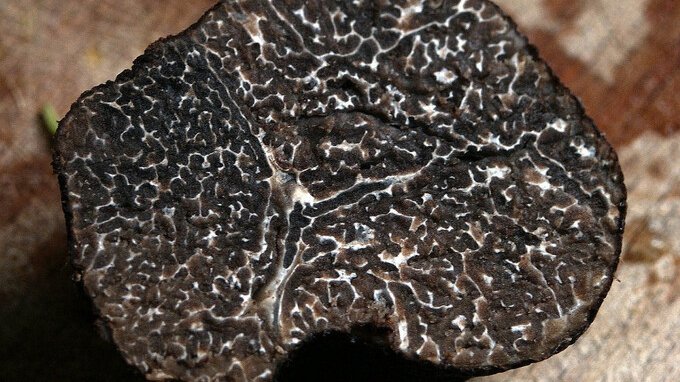 Come diventare coltivatore di tartufi (e quanto si guadagna)