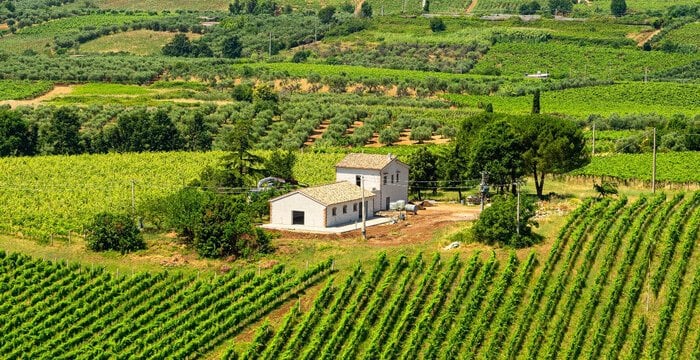 Vino del Lazio: perché la biodiversità non basta? Svelati i due binari che ci dividono dai rivali stranieri (e non solo)