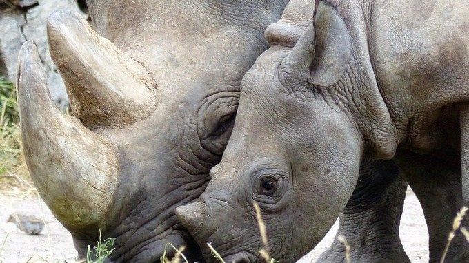 Cos'è e quanto vale Rhino-bond, il primo bond per la protezione degli animali