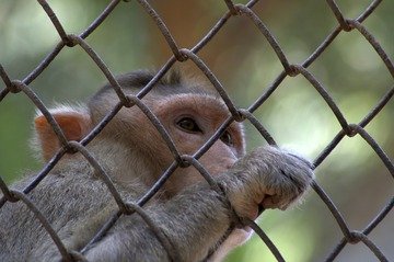 5 animali domestici che non dovremmo mai avere secondo questo veterinario