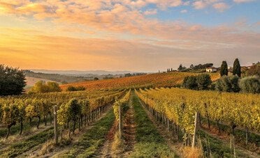 Bonus agricoltura fino a € 900 a ettaro per molte colture, beneficiari e come presentare domanda