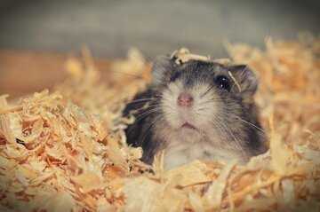 Il vaiolo delle scimmie è pericoloso per gli animali domestici